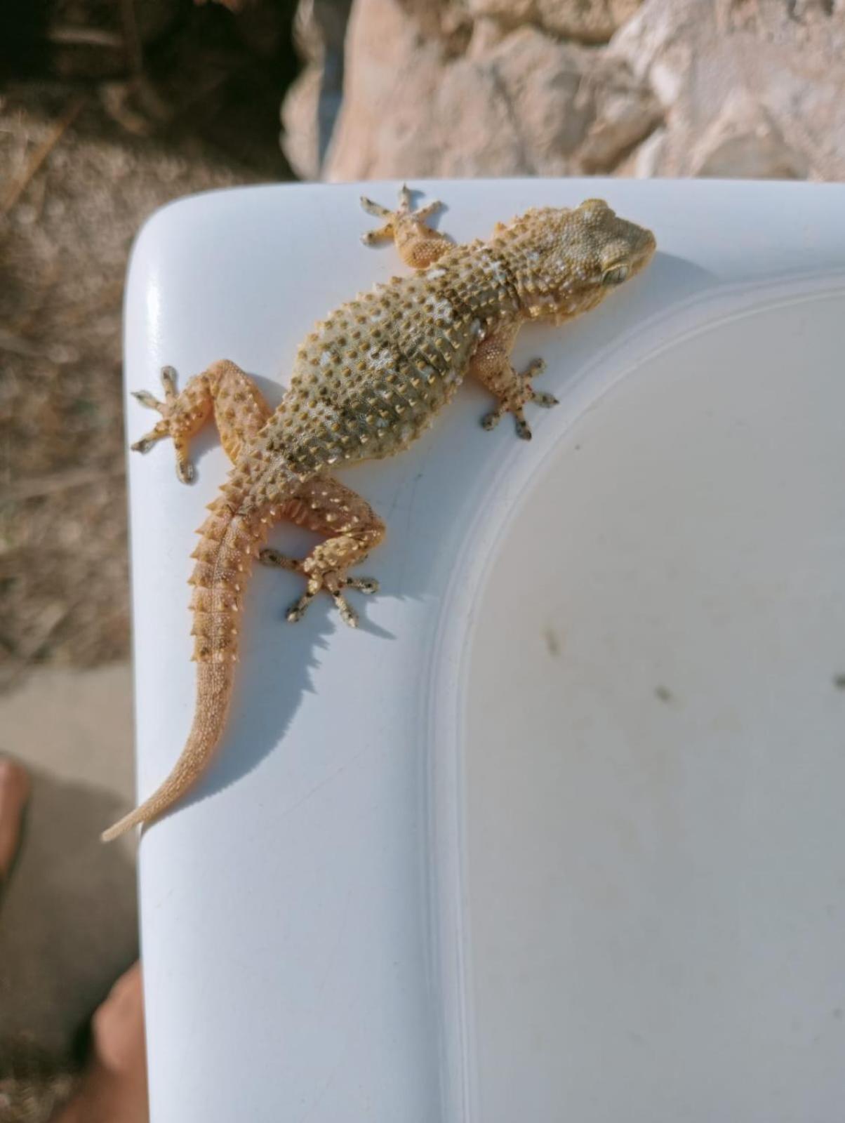 Macaria Agricampeggio Alliste Zewnętrze zdjęcie
