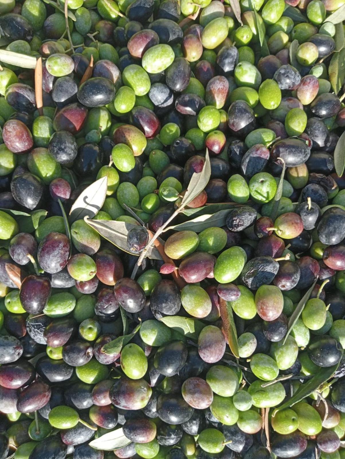 Macaria Agricampeggio Alliste Zewnętrze zdjęcie